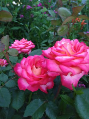 Bahçede pembe güller