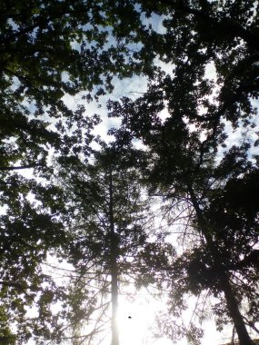 Sky in the forest. Pine tree in the forest in spring