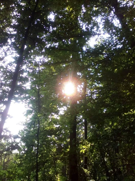 The sun among the trees. The sun in the forest.
