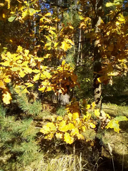 Oak tree in the forest. Yellow oak leaves in the autumn sun