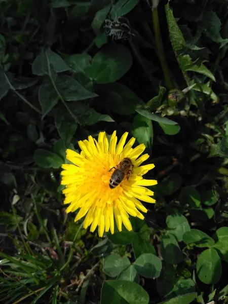 A bee on a flower. A bee on a dandelion