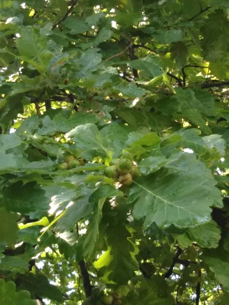 Oak fruits. Acorns are green. Acorns on an oak tree in spring