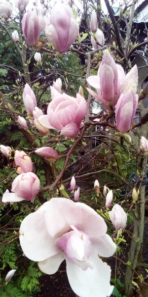 Magnolia flowers in spring. Magnolia blooms in the garden