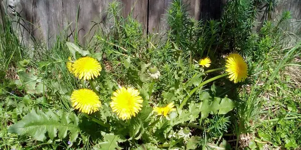 Dandelion flower in spring. Dandelion is blooming in the yard