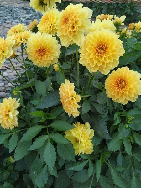 Yellow flowers. Flowers in summer