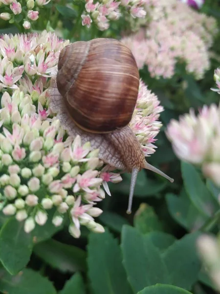 Snail on flowers. Flowers in summer