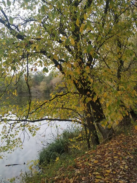 Tree in autumn. Yellow leaves on the trees