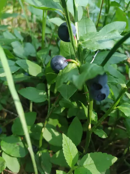 Blueberries in the forest. Blueberries in summer