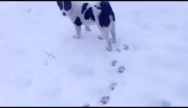 Little dog on the snow