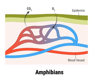 Kurbağada cilt solunumu. Amfibilerde gaz değişimi ve dolaşım sistemi yapısı. Vektör illüstrasyonu