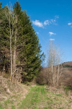 Ormanda bir ağacı olan güzel bir manzara.