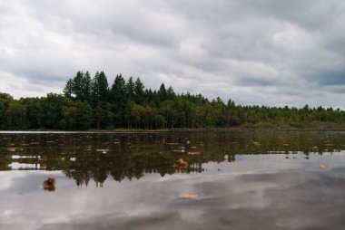 Ormanda gölü olan güzel bir manzara.
