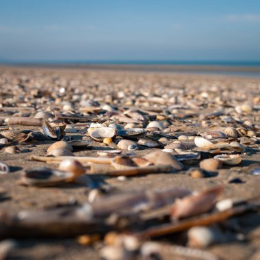 Sahilde deniz taşları