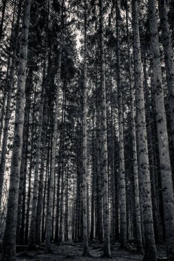 pine trees in forest, flora