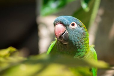 Bir papağan kuşuna yaklaş.