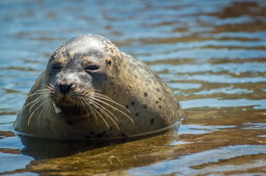 sea lion, seal, marine animal