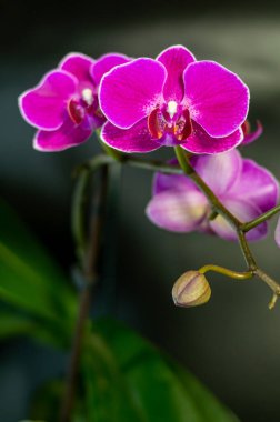 Stüdyo çekiminde orkide