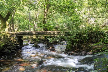 Ormanda bir şelale.