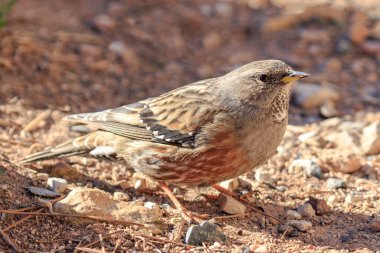 Küçük alp aksanı kuş, prunella yaka spot ışığı  