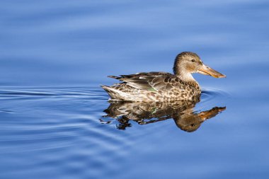 Kuzeyli bir kürekçi ördeğin (Spatula clypeata) yakınlaşması bir gölün kristal mavi suyuna yansıdı.