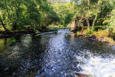 Nehir ve orman yakınlarındaki huzur, Galiçya 'nın akışkan alanı, İspanya.