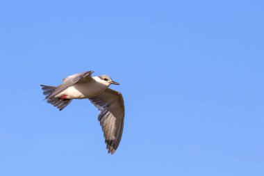 Bıyıklı Tern kuşu (Chlidonias hybrida) mavi arkaplanlı yakın planda