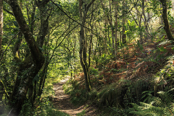 Espeso bosque con rayos de sol iluminando el sendero.