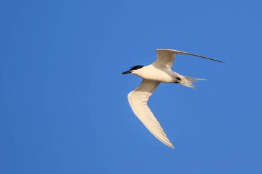Kuş Sandviçi Tern Deniz Kuşu (Thalasseus sandvicensis) açık havada uçuyor.