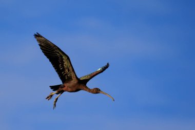 Parlak Ibis kuşu (plegadis falcinellus) derin mavi gökyüzü arkaplanıyla uçuyor.
