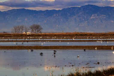 Delta del Ebro 'nun sel basmış tarlalarında kuşlar, dağlarda fırtına bulutları
