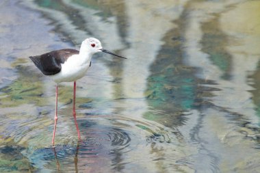 Siyah kanatlı yapışkan kuş altın yansımalı sudaki kuş.