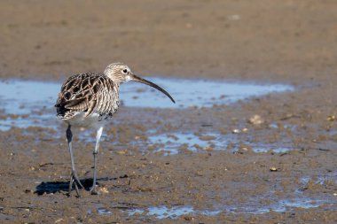 Avrasya kıvrımlı kuşunun (Numenius arquata) yanında küçük bir su birikintisi.