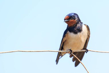 Ahır Kırlangıcı - Hirundo rustica ön plana tünedi..