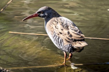 Water rail bird (rallus aquaticus) in close-up, walking through the water. clipart