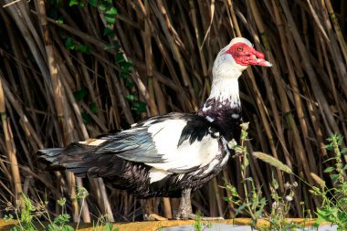 Cairina Moschata ördeği, ön planda bir sazlığın ve yeşil çimlerin önünde..