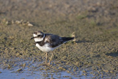 Küçük Halkalı Plover (Charadrius dubius) kuşu yakın planda.