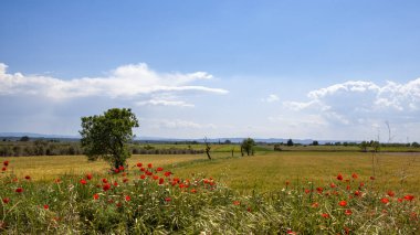 Ön planda haşhaş tarlalarının manzarası ufuktaki mavi gökyüzündeki beyaz bulutlarla çelişiyor..
