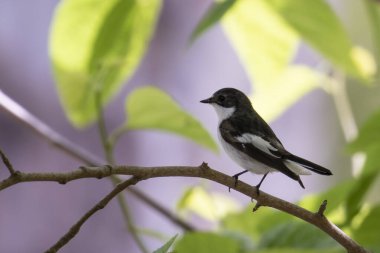 Small bird, male of European Pied Flycatcher, perched in a tree among the leaves clipart