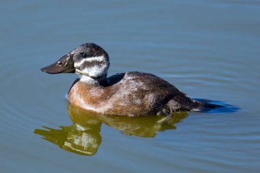 White-headed Duck, diving duck (Oxyura leucocephala) gliding through the water of a lagoon with reflection. clipart