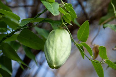 Acımasız asma bitkisi (Araujia sericifera) bazı bölgelerde istilacı kabul edilen bir meyve ile tohumları kolayca yayılabilir ve yerel bitki örtüsüyle rekabet edebilir..