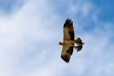 Kanatlarını açmış çizmeli bir kartalın (Hiyeraetus pennatus) yakın çekimi ve pençeleriyle mavi bir gökyüzünün bulutlu arka planına karşı bir av..