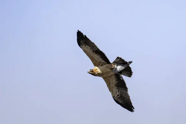 stock image Close-up of a booted eagle (Hieraaetus pennatus) flying in a clear sky with prey in its talons.