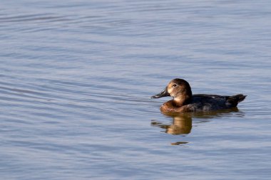 Dişi ortak Pochard (Aythya ferina), sakin bir suyla mavi bir gölde.