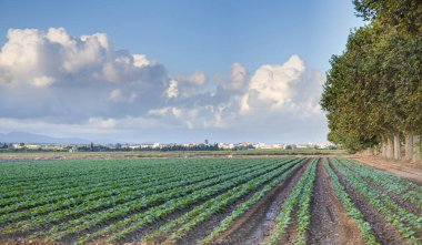 Ağaçların yanındaki sebze tarlaları, ufukta l 'Aldea köyü bulutlarla kaplı. Tarragona, İspanya.