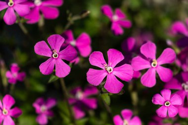 Yeşil arka planda göze çarpan canlı pembe renkli küçük ve narin pendula çiçekleri..