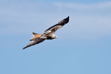 Yırtıcı kuş Kızıl Uçurtma (Milvus Milvus) gökyüzünde bulutlarla süzülen kuş, yukarıdan görülmektedir..
