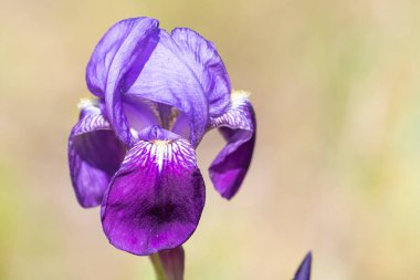 Leylak cüce dağ zambağının yakın çekimi (Iris lutescens)