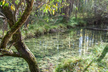 Ormanın bitki örtüsünden akan berrak ve sakin bir su nehri.