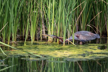 Mor balıkçıl (Ardea purpurea) temiz su ve alg katmanlı bir gölde yiyecek arıyor..