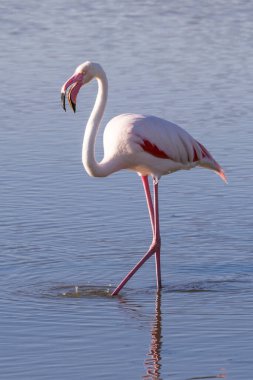 Pembe bir flamingoya (Phoenicopterus roseus) yakın plan bir gölde yürür..